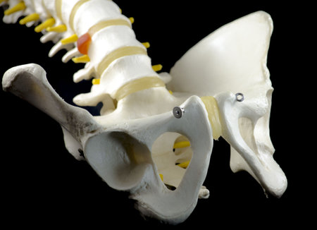 Vertebral Column