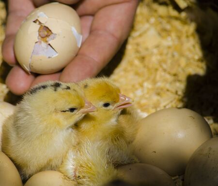Chick breaks egg and birthの写真素材