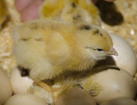 Chicks on eggsの写真素材