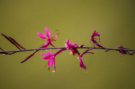 red flowersの写真素材
