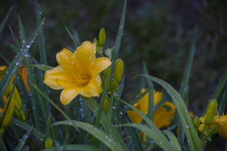 Yellow flowerの写真素材