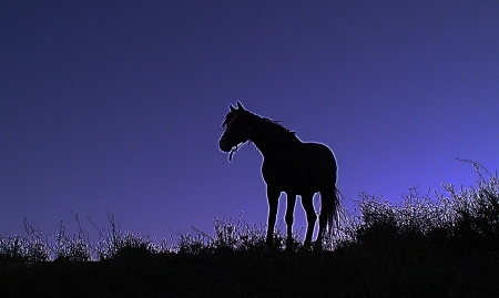 Domestic horseの写真素材