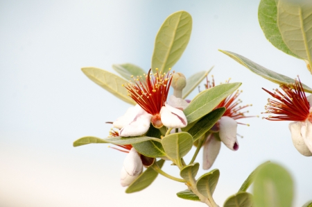 Feijoa Treeの写真素材