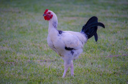 roosterの写真素材