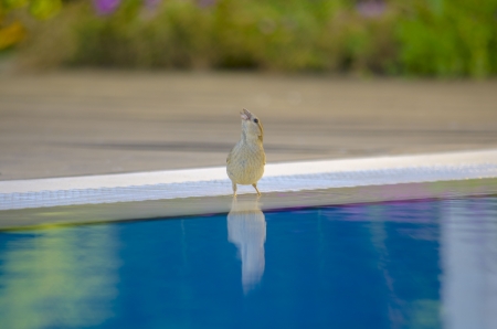 Sparrow drinking waterの写真素材