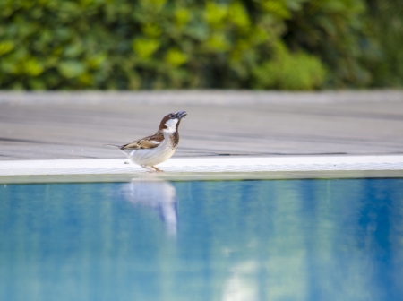 Sparrow drinking waterの写真素材