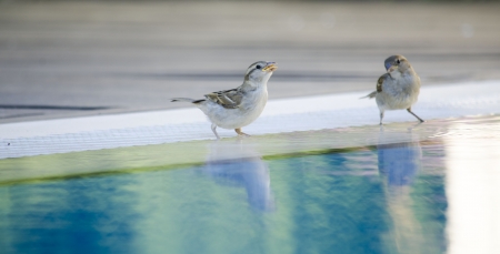 Sparrows drinking waterの写真素材