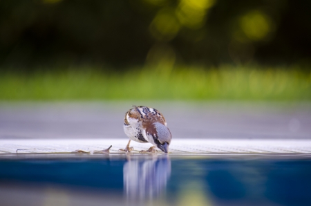Sparrow drinking waterの写真素材