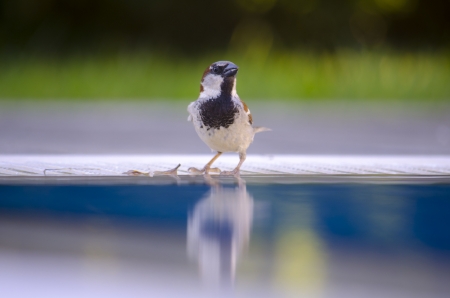 Sparrow drinking waterの写真素材