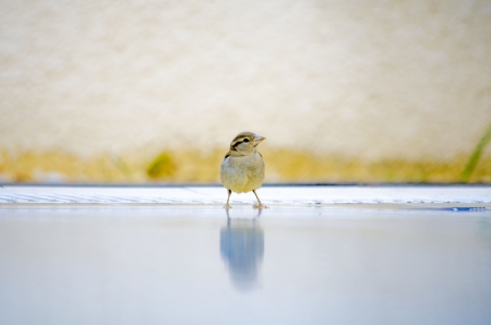 Sparrow drinking waterの写真素材