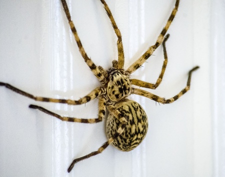 Spiderの写真素材