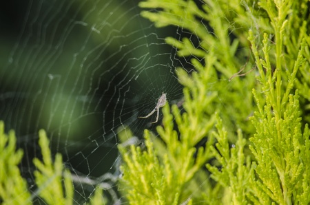 Spider webの写真素材