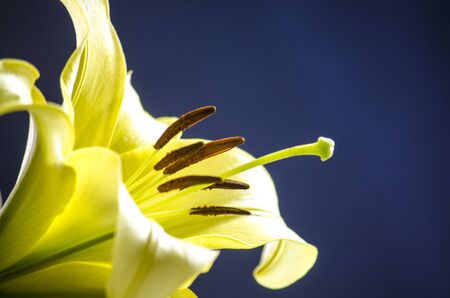 Yellow Lilyの写真素材