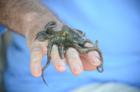 Octopus on handの写真素材