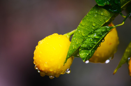 yellow lemon on treeの写真素材