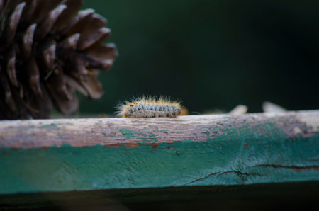 caterpillar on wood tableの写真素材