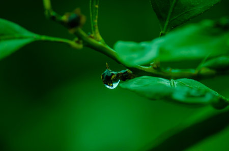 Rain drop on leaves