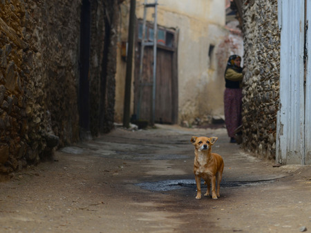 A dog in the streetの写真素材