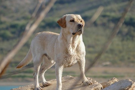 Distant portrait cinnamon and white labrador retriever on a stone looking at the horizon