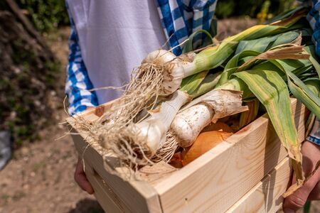 Close portrait of the hands of a young woman carrying leeks and onions in a wooden boxの写真素材