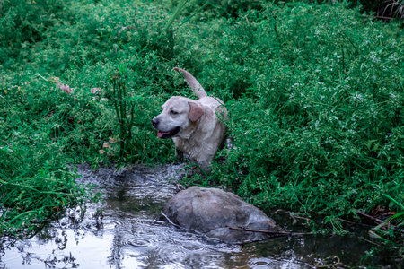 White labrador running down a stream surrounded by tall green grasses