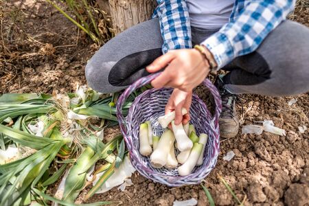 Latin young woman in blue plaid shirt picking leeks with a purple wicker basketの写真素材