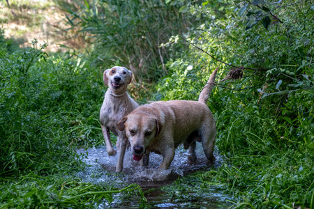 Two white dogs playing and running in a stream surrounded by reeds and tall green grass