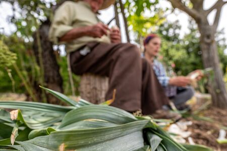Old man in a straw hat cutting vegetables sitting on a log while his granddaughter helps himの写真素材