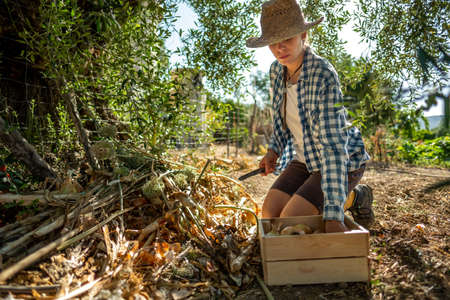 Young woman in straw hat and plaid shirt kneeling picking onions in the shade of a tree and depositing them in a wooden boxの写真素材