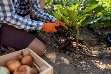Latin young woman in straw hat and blue plaid shirt kneeling picking aubergines in the garden with orange gloves and a wooden boxの写真素材