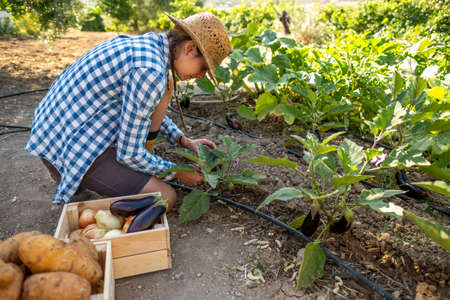 Latin young woman in straw hat and blue plaid shirt kneeling picking aubergines in the vegetable garden with a wooden boxの写真素材