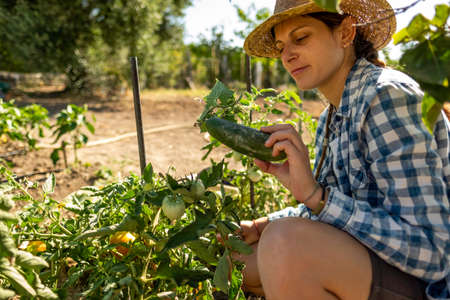 Portrait of young farmer woman in straw hat and blue checkered shirt in orchard picking cucumbersの写真素材