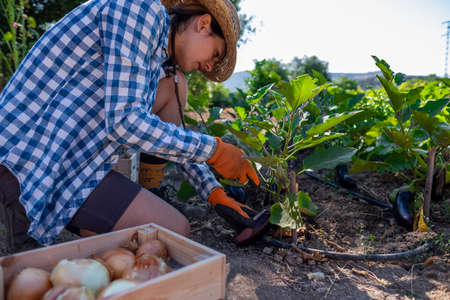 Latin young woman in straw hat and blue plaid shirt kneeling picking aubergines in the garden with orange gloves and a wooden boxの写真素材
