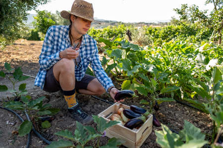 Latin young woman in straw hat and blue plaid shirt kneeling picking aubergines in the vegetable garden with a wooden boxの写真素材