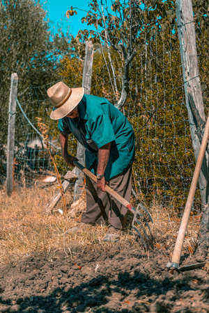 Senior man in straw hat and bright blue long shirt plowing by hand in the field with a pitchforkの写真素材