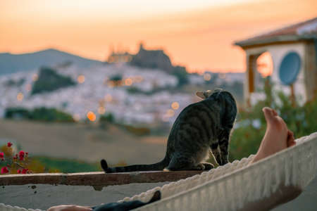 Brown gray cat looking at the horizon from the edge of a railingの写真素材