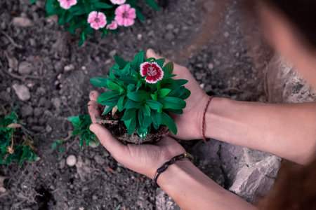 Close portrait of woman's hands holding a plant with a red and white flower