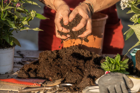Close portrait of Hispanic young woman's hands transplanting a plant