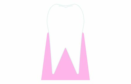 Very simple tooth cross sectionのイラスト素材