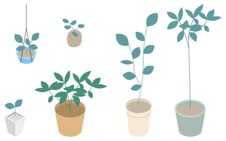 Set of houseplants, isometric illustration, Vector Illustrationのイラスト素材