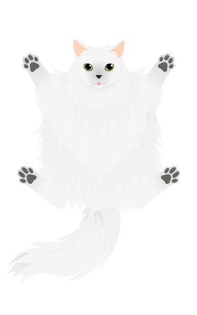 Illustration of a long-haired cat, a silvery-skinned Siberian, in navel-gazing, Vector Illustrationのイラスト素材
