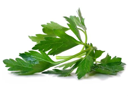 a branch of fresh green parsley isolatedの写真素材
