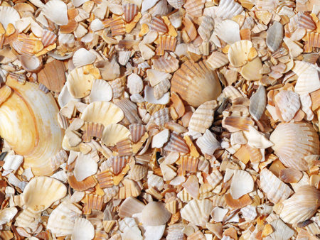 seashells seamless pattern