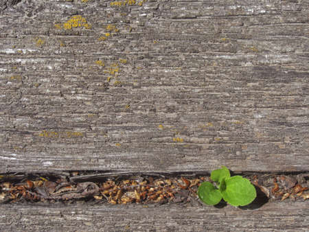 young small tree sprout growing on a n old wooden boardsの写真素材