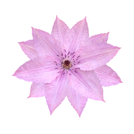 Tender pink clematis flower isolated on white backgroundの写真素材