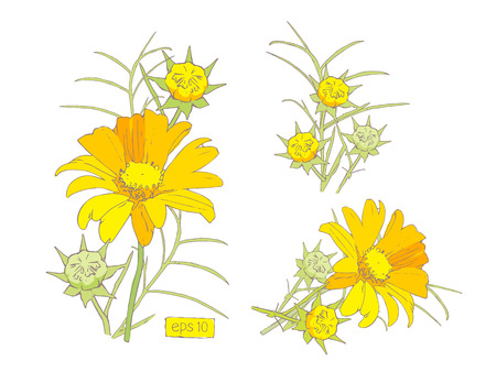 Stylized vector yellow flowers setのイラスト素材