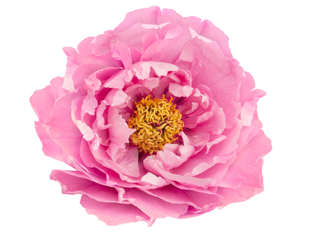 terry pink peony flower isolatedの写真素材