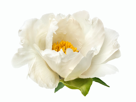 terry white peony flower isolatedの写真素材
