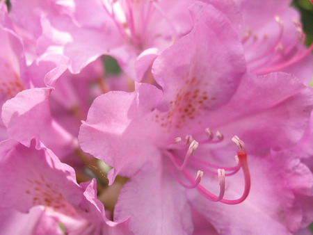 Tender pink blured floral backgroundの写真素材
