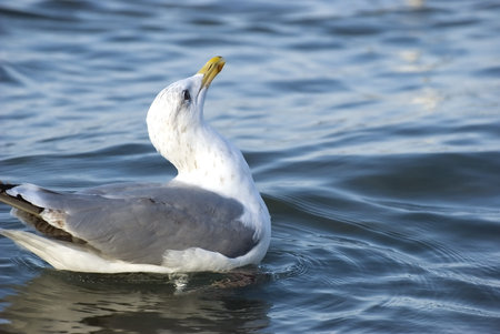 Seagull on the waterの写真素材